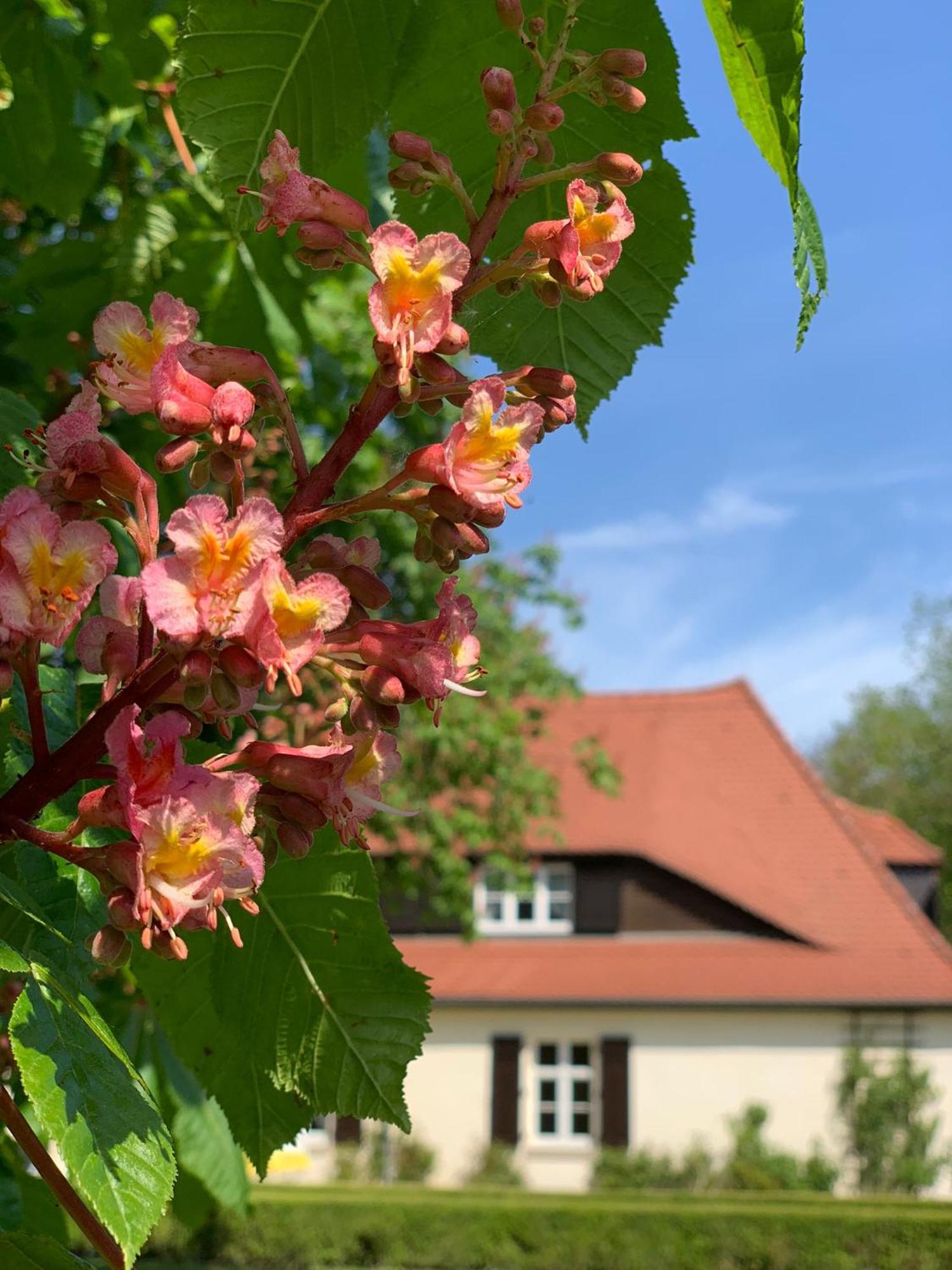 Landhaus Saaleck 萨勒河畔瑙姆堡 外观 照片